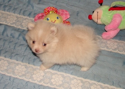 excellent males and females pomeranian puppies